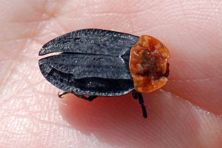 Da identificare: Oiceoptoma thoracicum